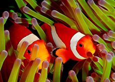 fish
